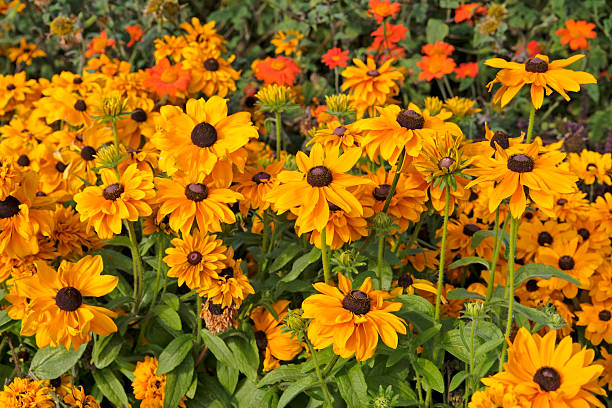 100 DWARF MARMALADE BLACK EYED SUSAN SEEDS | SALE FREE SHIPPING NON GMO HEIRLOOM