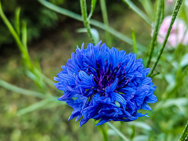 250 DWARF BLUE BACHELOR BUTTTON CORNFLOWER SEEDS | 2026 SALE NON GMO HEIRLOOM