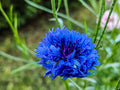 250 DWARF BLUE BACHELOR BUTTTON CORNFLOWER SEEDS | 2026 SALE NON GMO HEIRLOOM