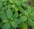 500 DWARF BLUE CURLED SCOTCH KALE SEEDS | 2026 FREE SHIPPING NON GMO HEIRLOOM