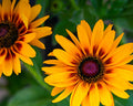 100 DWARF MARMALADE BLACK EYED SUSAN SEEDS | SALE FREE SHIPPING NON GMO HEIRLOOM