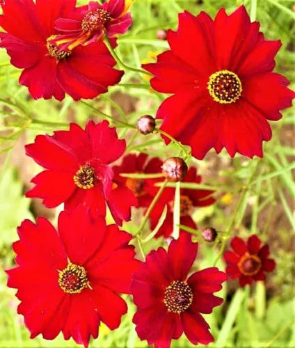 1000 DWARF RED PLAINS COREOPSIS SEEDS | 2026 SALE FREE SHIPPING NON GMO HEIRLOOM