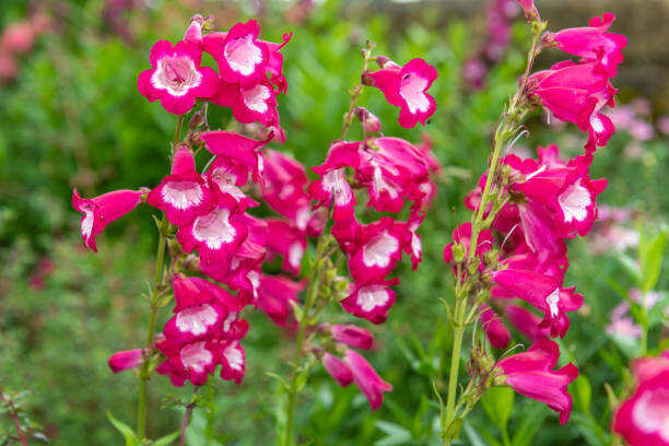 200 EATON'S PENSTEMON SEEDS | 2026 SALE FREE SHIPPING NON GMO HEIRLOOM