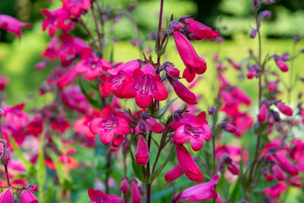 200 EATON'S PENSTEMON SEEDS | 2026 SALE FREE SHIPPING NON GMO HEIRLOOM