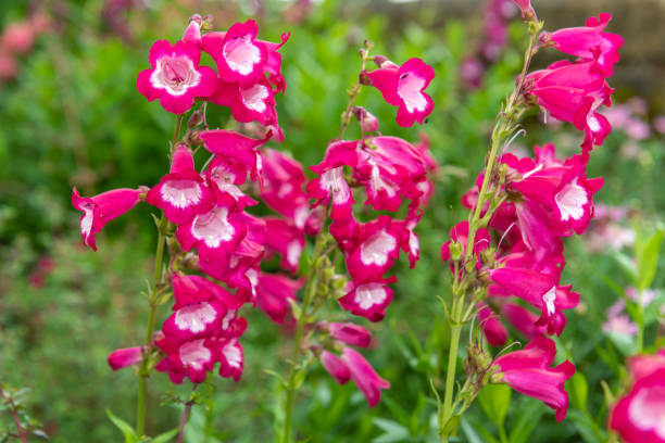 200 EATON'S PENSTEMON SEEDS | 2026 SALE FREE SHIPPING NON GMO HEIRLOOM
