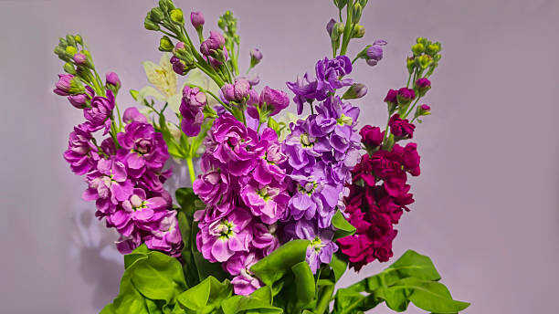 500 EVENING SCENTED STOCK SEEDS | SALE FREE SHIPPING NON GMO HEIRLOOM