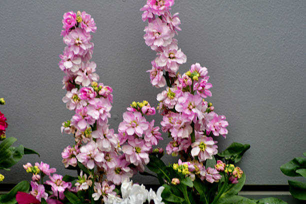 500 EVENING SCENTED STOCK SEEDS | SALE FREE SHIPPING NON GMO HEIRLOOM