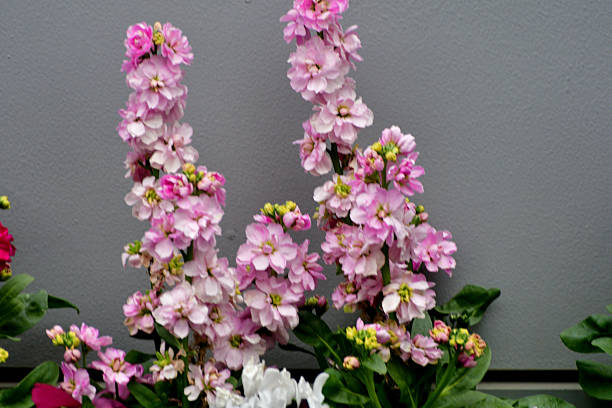 500 EVENING SCENTED STOCK SEEDS | SALE FREE SHIPPING NON GMO HEIRLOOM