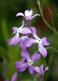500 EVENING SCENTED STOCK SEEDS | SALE FREE SHIPPING NON GMO HEIRLOOM