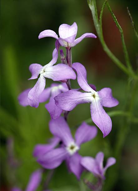 500 EVENING SCENTED STOCK SEEDS | SALE FREE SHIPPING NON GMO HEIRLOOM