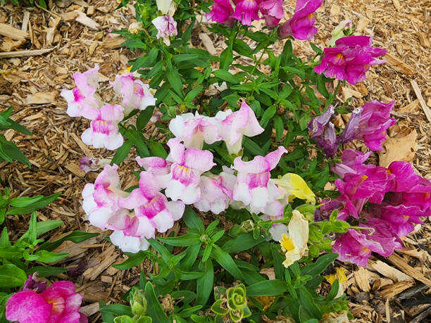 500 FAIRY BOUQUET SNAPDRAGON SEED MIX | SALE FREE SHIPPING NON GMO