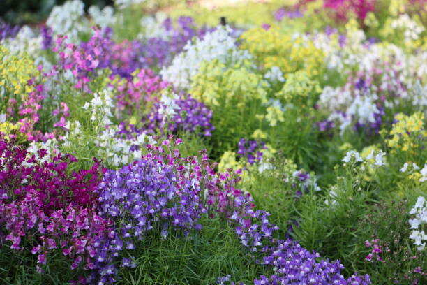 500 FAIRY BOUQUET SNAPDRAGON SEED MIX | SALE FREE SHIPPING NON GMO