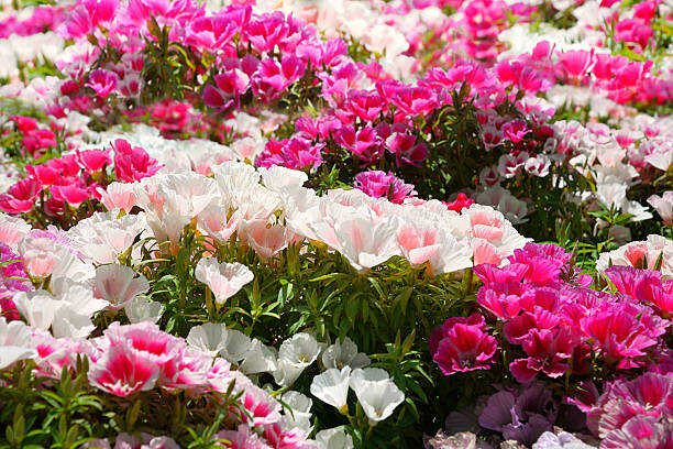 300 FAREWELL TO SPRING SEEDS | SALE FREE SHIPPING NON GMO HEIRLOOM