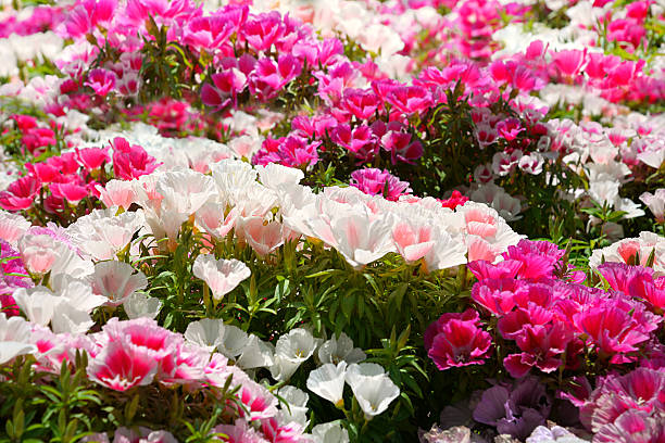 300 FAREWELL TO SPRING SEEDS | SALE FREE SHIPPING NON GMO HEIRLOOM