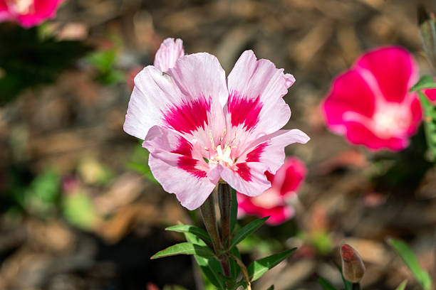 300 FAREWELL TO SPRING SEEDS | SALE FREE SHIPPING NON GMO HEIRLOOM