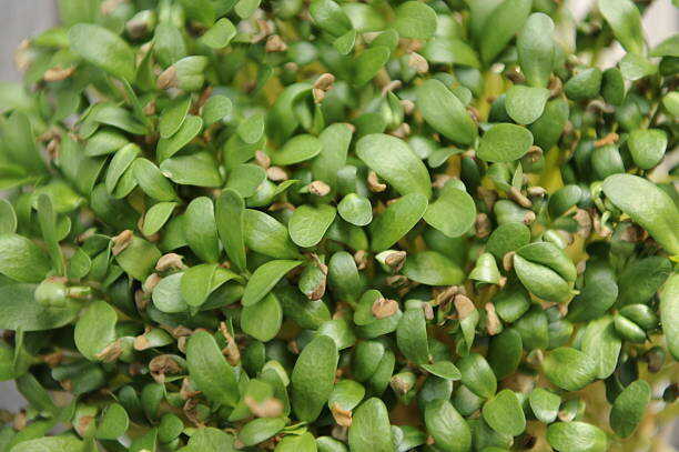 60 FENUGREEK SEEDS | SALE FREE SHIPPING NON GMO