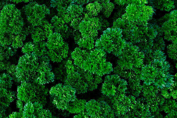500 FOREST GREEN PARSLEY SEEDS | 2026 SALE FREE SHIPPING NON GMO HEIRLOOM