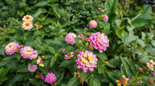 100 IDEAL FLORIST VERBENA SEED MIX | SALE FREE SHIPPING NON GMO HEIRLOOM