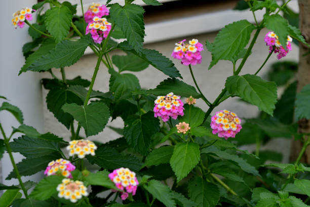 100 IDEAL FLORIST VERBENA SEED MIX | SALE FREE SHIPPING NON GMO HEIRLOOM