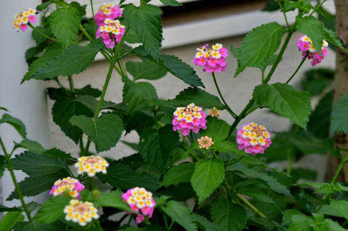 100 IDEAL FLORIST VERBENA SEED MIX | SALE FREE SHIPPING NON GMO HEIRLOOM
