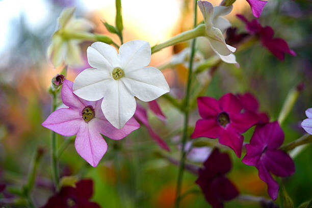 300 SENSATION FLOWERING TOBACCO MIX SEEDS | SALE FREE SHIPPING NON GMO HEIRLOOM