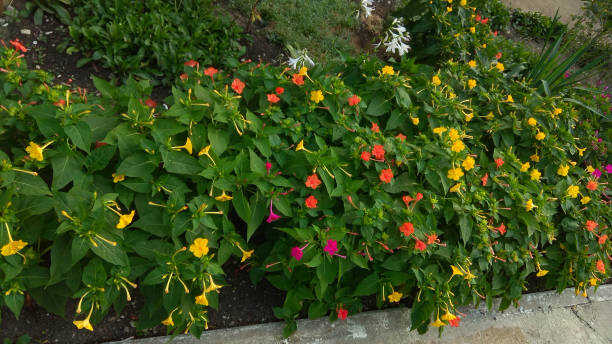 300 SENSATION FLOWERING TOBACCO MIX SEEDS | SALE FREE SHIPPING NON GMO HEIRLOOM