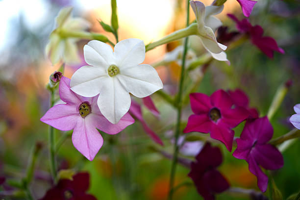 300 SENSATION FLOWERING TOBACCO MIX SEEDS | SALE FREE SHIPPING NON GMO HEIRLOOM
