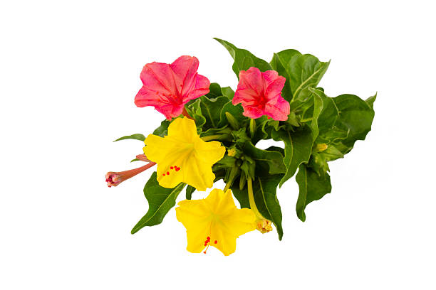 300 SENSATION FLOWERING TOBACCO MIX SEEDS | SALE FREE SHIPPING NON GMO HEIRLOOM