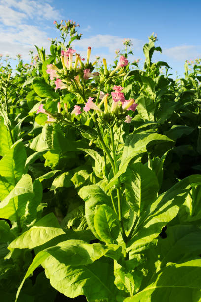 300 SENSATION FLOWERING TOBACCO MIX SEEDS | SALE FREE SHIPPING NON GMO HEIRLOOM