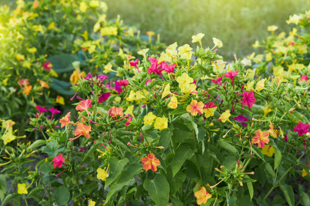300 SENSATION FLOWERING TOBACCO MIX SEEDS | SALE FREE SHIPPING NON GMO HEIRLOOM