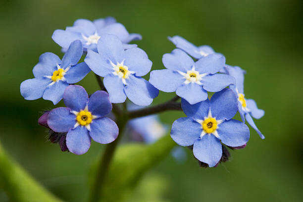 A close-up photograph of a cluster of forget-me-not flowers with light blue petals, white star-like centers, and bright yellow cores, set against a soft blurred green background.