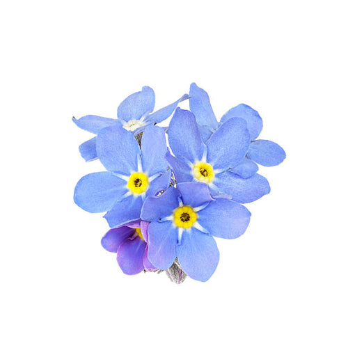200 FORGET ME NOT SEEDS: NON GMO FREE SHIPPING