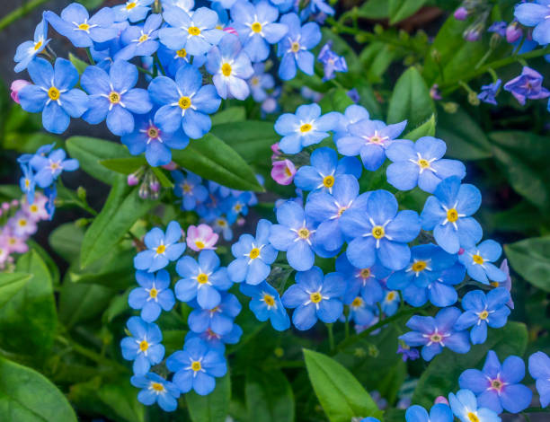 200 FORGET ME NOT SEEDS: NON GMO FREE SHIPPING