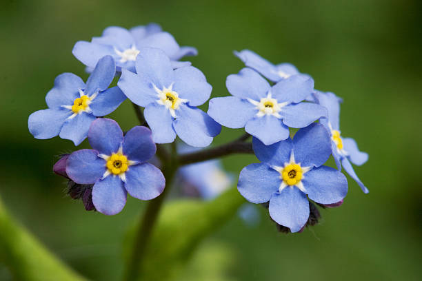 200 FORGET ME NOT SEEDS: NON GMO FREE SHIPPING