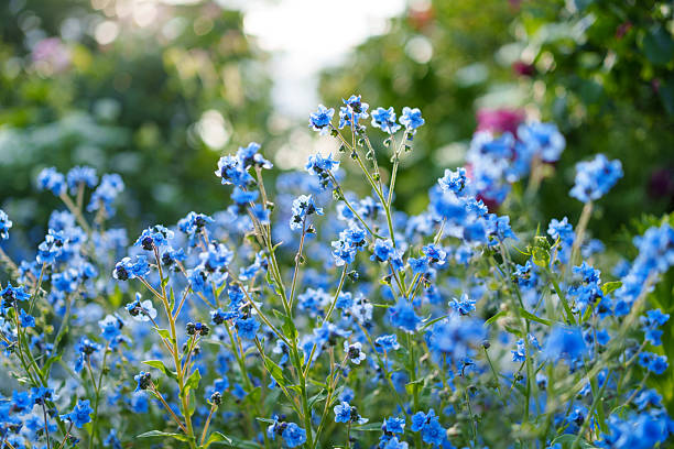 200 FORGET ME NOT SEEDS: NON GMO FREE SHIPPING