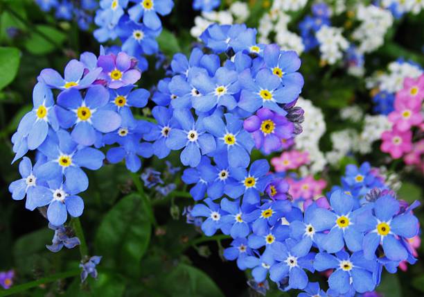 200 FORGET ME NOT SEEDS: NON GMO FREE SHIPPING