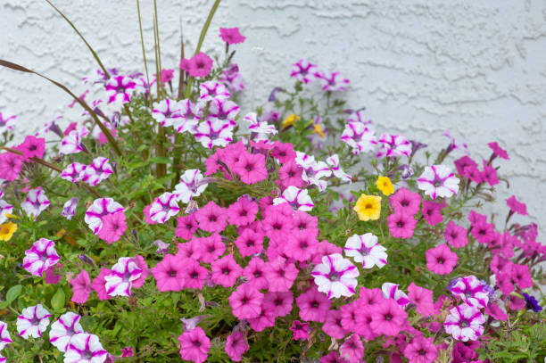 25 MIXED BLOOMS FOUR O'CLOCK SEEDS | SALE FREE SHIPPING NON GMO HEIRLOOM