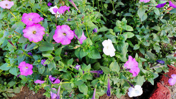 25 MIXED BLOOMS FOUR O'CLOCK SEEDS | SALE FREE SHIPPING NON GMO HEIRLOOM