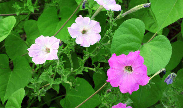 25 MIXED BLOOMS FOUR O'CLOCK SEEDS | SALE FREE SHIPPING NON GMO HEIRLOOM