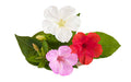 25 MIXED BLOOMS FOUR O'CLOCK SEEDS | SALE FREE SHIPPING NON GMO HEIRLOOM