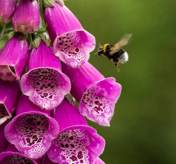 500 FOXGLOVE SEED MIX | SALE FREE SHIPPING NON GMO