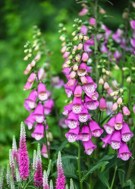 500 FOXGLOVE SEED MIX | SALE FREE SHIPPING NON GMO
