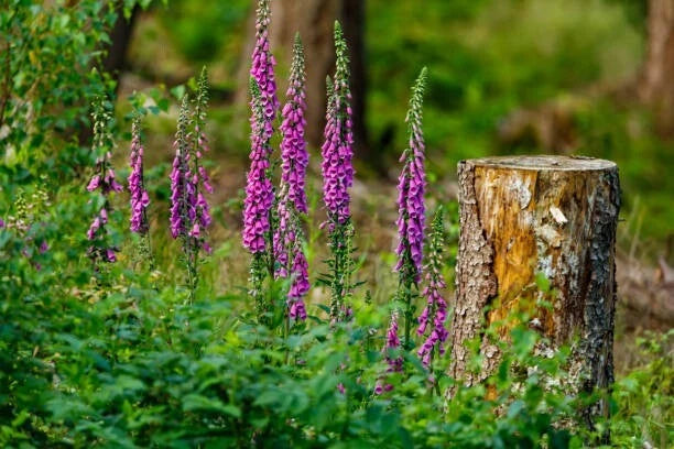 500 FOXGLOVE SEED MIX | SALE FREE SHIPPING NON GMO