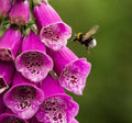 500 FOXGLOVE SEED MIX | SALE FREE SHIPPING NON GMO