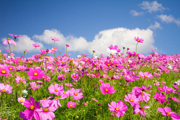 200 GLORIA COSMOS SEEDS | SALE FREE SHIPPING NON GMO HEIRLOOM