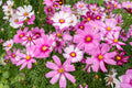 200 GLORIA COSMOS SEEDS | SALE FREE SHIPPING NON GMO HEIRLOOM