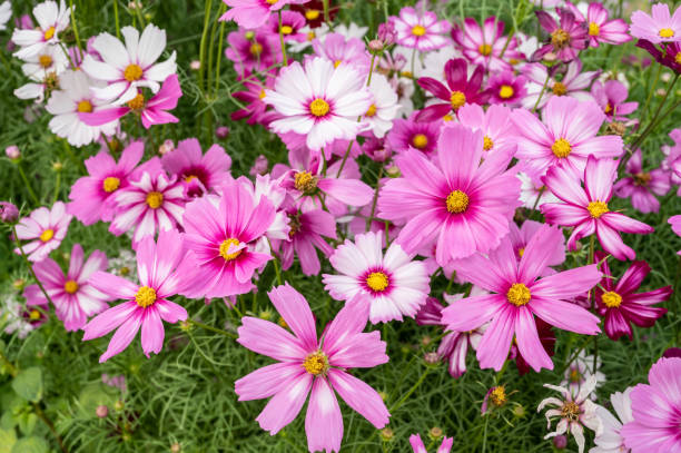 200 GLORIA COSMOS SEEDS | SALE FREE SHIPPING NON GMO HEIRLOOM