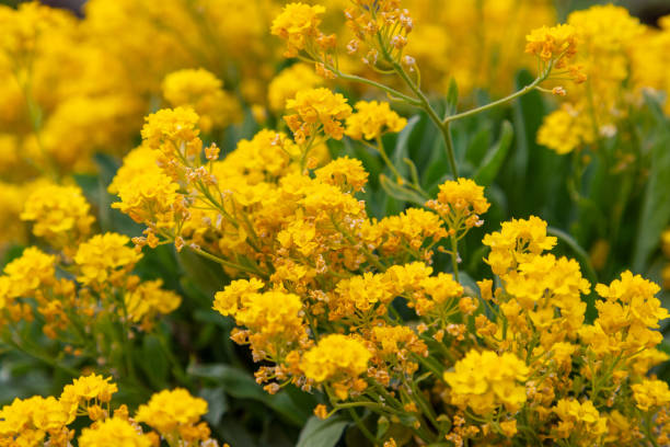 200 BASKET OF GOLD ALSYSSUM SEEDS | 2026 FREE SHIPPING NON GMO HEIRLOOM
