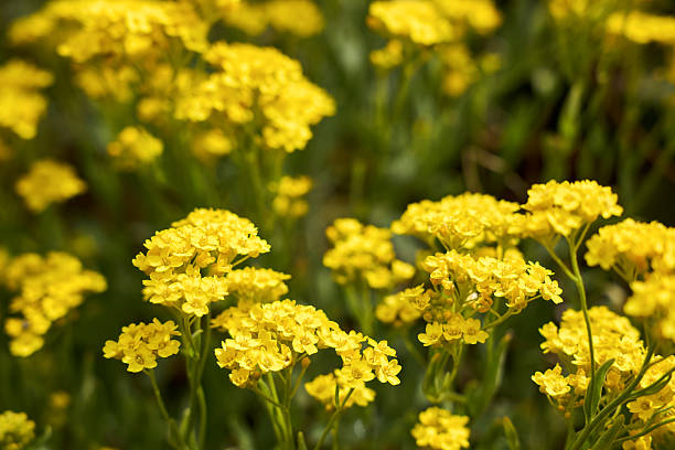 200 BASKET OF GOLD ALSYSSUM SEEDS | 2026 FREE SHIPPING NON GMO HEIRLOOM