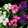100 IDEAL FLORIST VERBENA SEED MIX | SALE FREE SHIPPING NON GMO HEIRLOOM